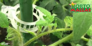 anillo de tutoreo instalado sobre tallo de cultivo cultivo de tomate saladette 