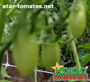 cultivo de tomates usando red espaldera 